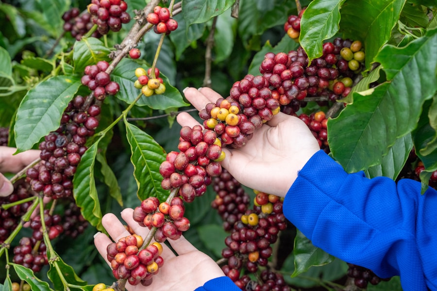 Hands harvesting ripe coffee cherries — RAREST direct trade farms